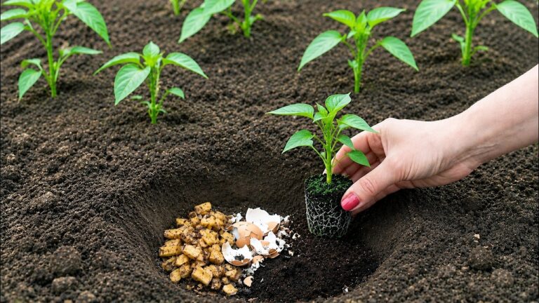 5 astuces incontournables pour des piments plus savoureux et généreux !