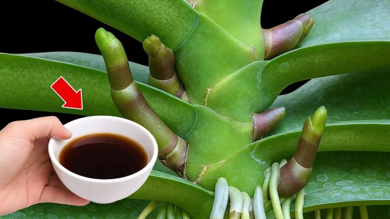 10 astuces pour faire fleurir vos orchidées chaque semaine !