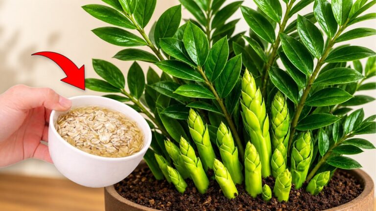 1 cuillère pour débloquer la croissance de votre Zamioculcas en un clin d&rsquo;œil !
