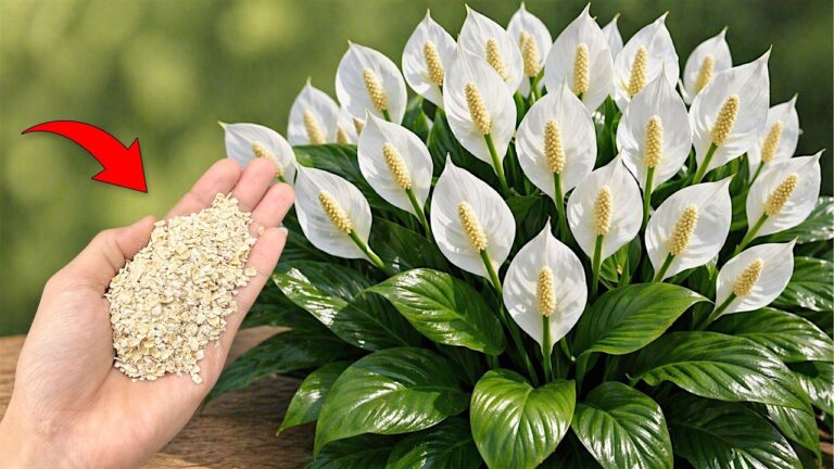 Une cuillère magique pour faire fleurir 7 types de plantes ! Découvrez les résultats !