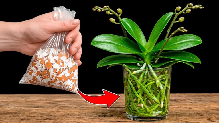 Faites pousser 5 orchidées avec des coquilles d&rsquo;œufs et du riz en eau !