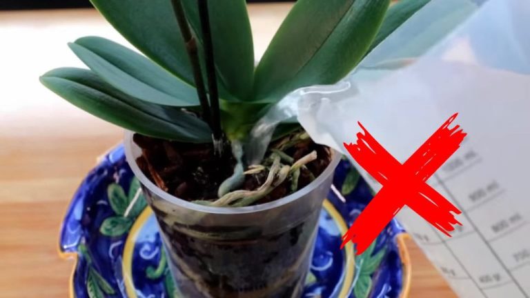 Les erreurs à éviter pour garder votre orchidée en vie