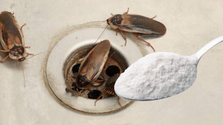 Éliminez les cafards en un clin d&rsquo;œil avec cette astuce simple