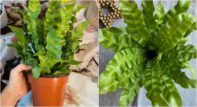 Comment prendre soin de la fougère &lsquo;Crispy Wave&rsquo; qui fait sensation