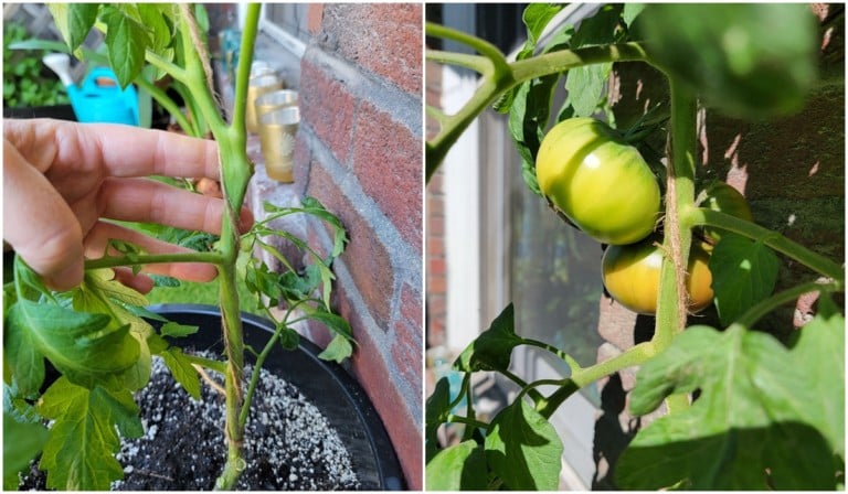 Cultiver des tomates sur espalier : la méthode incontournable à tester