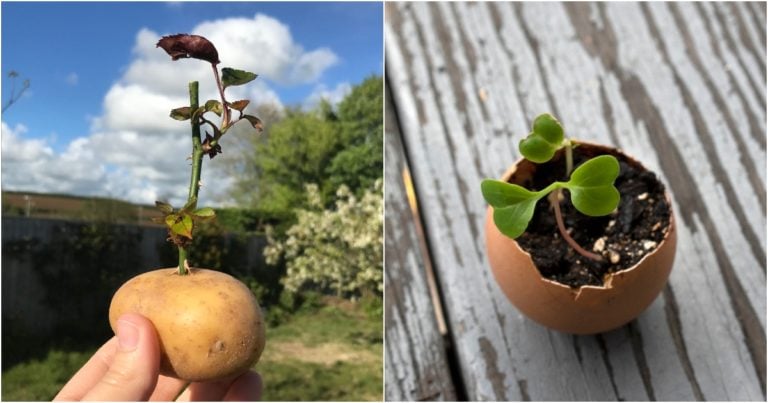5 astuces de jardinage populaires sur les réseaux sociaux à éviter