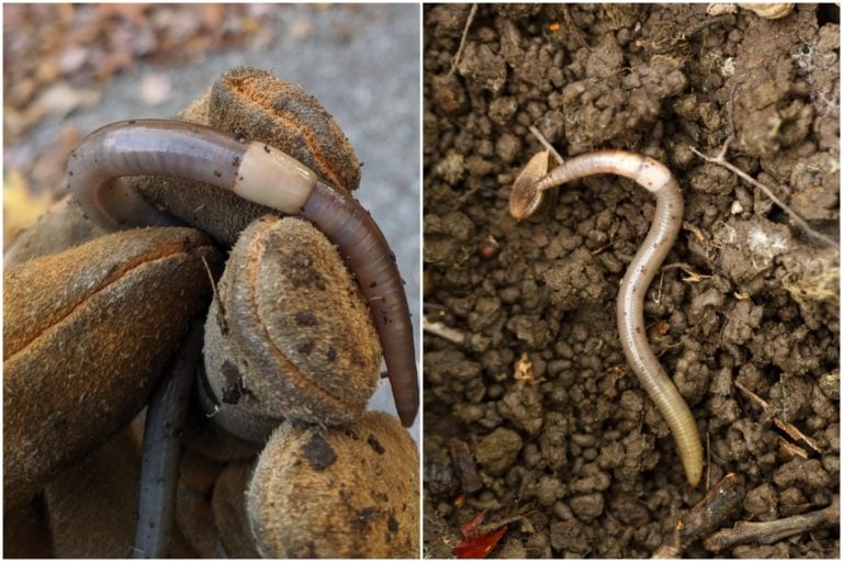 Comment lutter contre les vers sauteuses envahissants au jardin