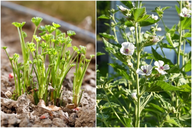 6 Raisons de cultiver des guimauves dans votre jardin