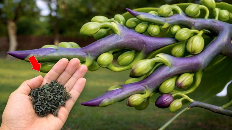 Faites fleurir vos orchidées : 5 astuces incontournables pour des racines épanouies !