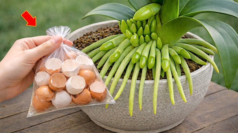 Faites fleurir vos orchidées sans fleurs : 5 astuces infaillibles à découvrir !