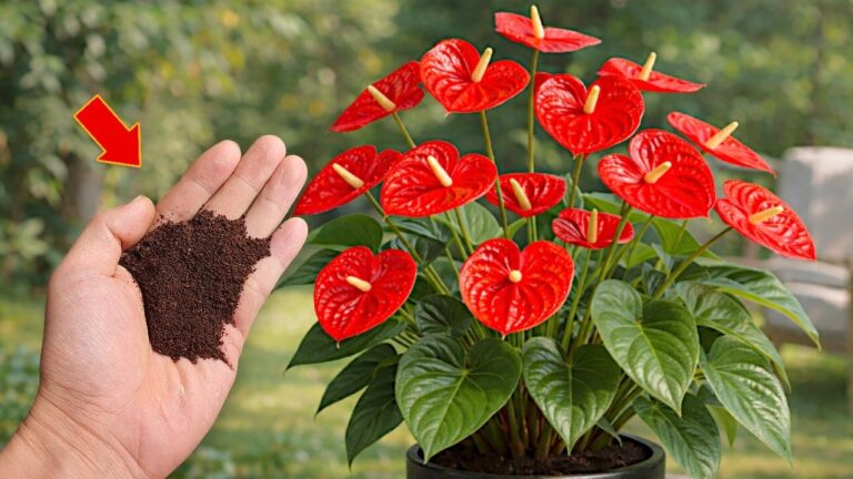 1 cuillère à café pour faire éclore des milliers de fleurs toute l&rsquo;année !