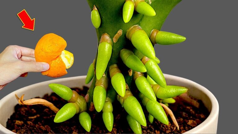 Faites fleurir vos orchidées : 5 astuces pour stimuler racines et branches !