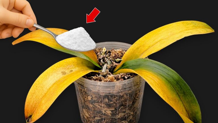 3 astuces pour faire fleurir vos orchidées toute l&rsquo;année avec une seule cuillère !