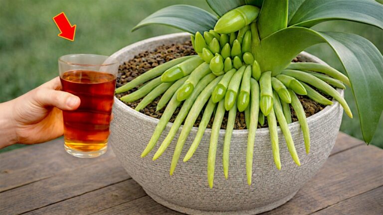 Faites fleurir vos orchidées : 5 astuces pour une floraison tout au long de l&rsquo;année !