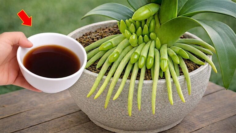 Faites fleurir vos orchidées toute l&rsquo;année avec cette astuce en 1 étape !