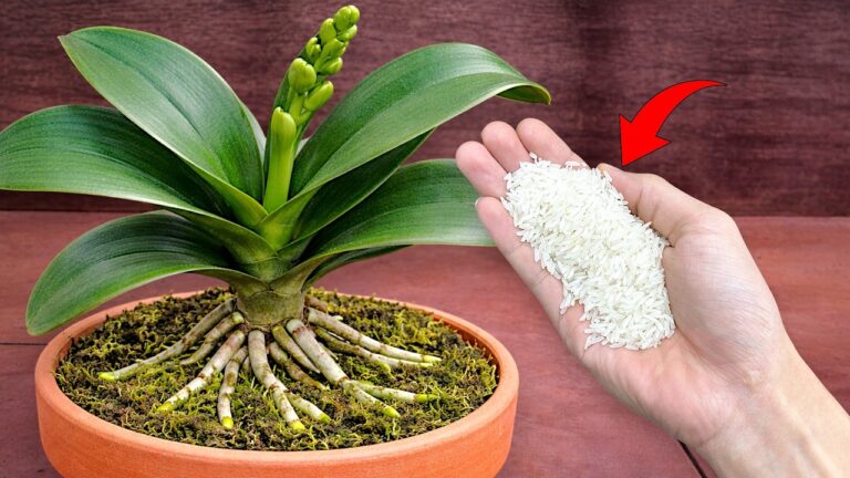 5 astuces pour que vos orchidées Phalaenopsis résistent au froid grâce au gingembre !