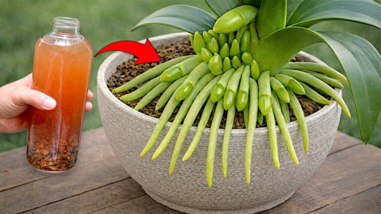 Faites fleurir 100 tiges d&rsquo;orchidées avec une seule bouteille magique !