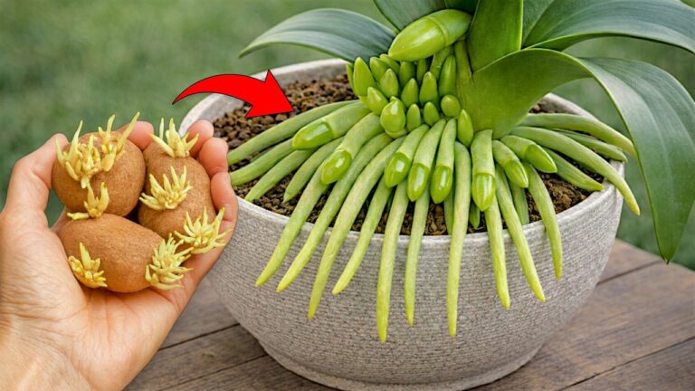 5 astuces essentielles pour faire fleurir vos orchidées rapidement et facilement