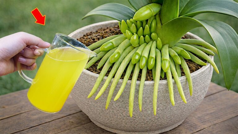 Faites fleurir vos orchidées toute l&rsquo;année avec 1 fruit miracle !