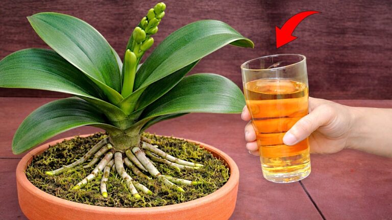 Boostez vos orchidées avec cette eau : 5 astuces pour des fleurs éclatantes et des racines saines !
