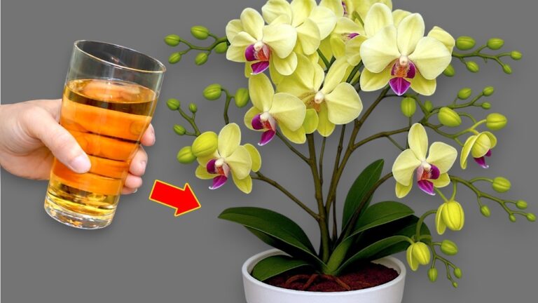 Transformez vos orchidées en 5 étapes avec cette astuce naturelle et efficace !