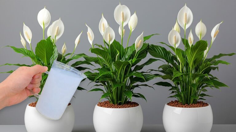 1 verre pour 1 plante : 7 astuces pour une explosion de fleurs chez vous ! 🌸