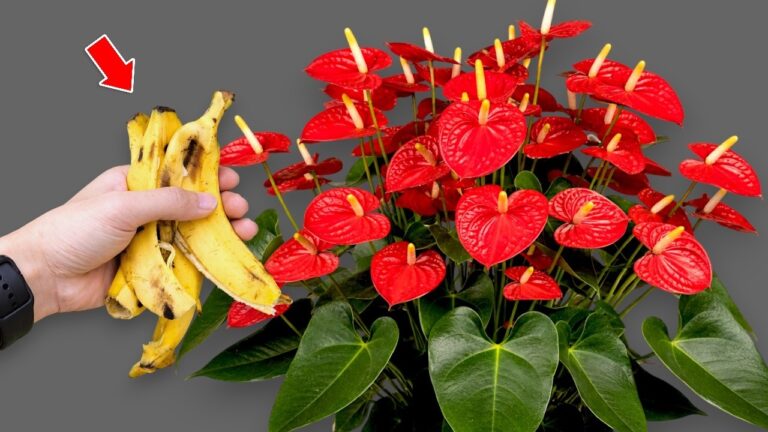 5 astuces pour faire fleurir vos Anthuriums toute l&rsquo;année ! 🌺