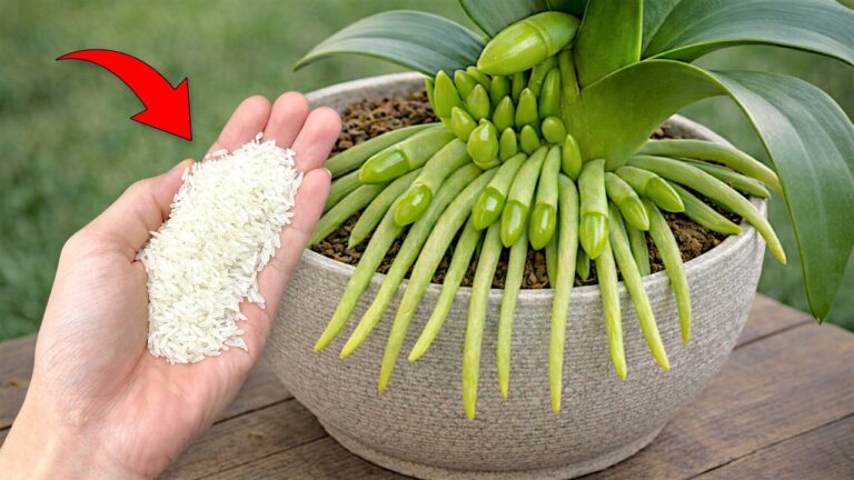 Faites fleurir vos plantes en 1 étape simple et rapide !