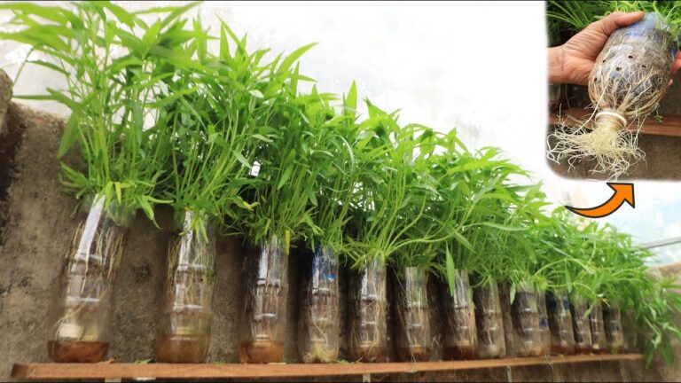 Découvrez comment pousser 5 légumes dans des bouteilles en plastique facilement !