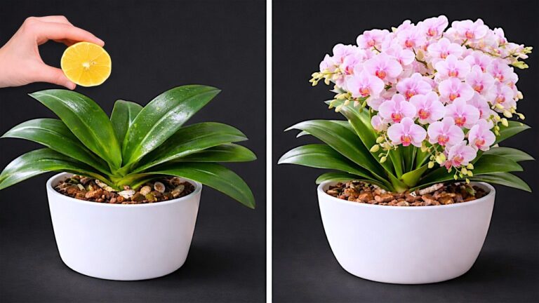 Faites fleurir votre orchidée sans fleurs : 5 astuces incontournables à découvrir !