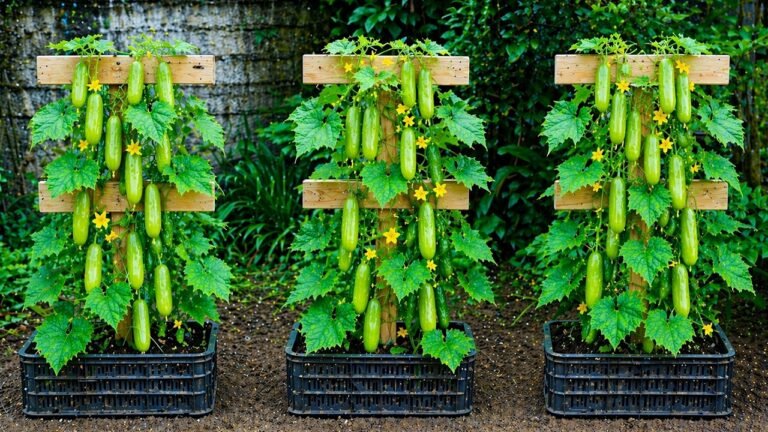 Boostez votre jardin : 5 astuces pour un treillis à concombres en petit espace !
