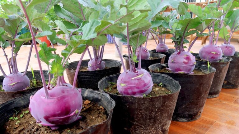 Cultivez 5 variétés de kohlrabi violet délicieux chez vous, sans jardin !