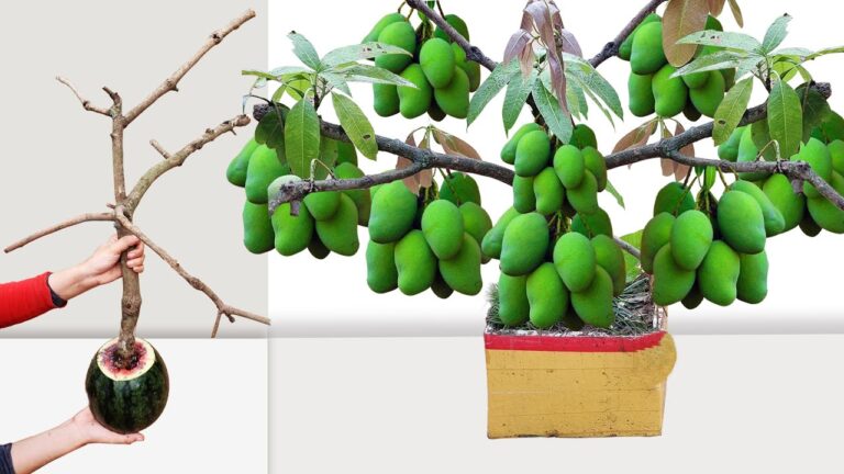 Gagnez 5 fois plus avec cette technique de greffage de mangue rapide en pastèque !