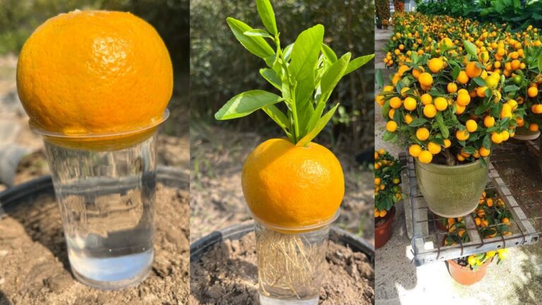 Faites pousser 7 arbres d&rsquo;orange à partir de fruits : astuces faciles et surprenantes !