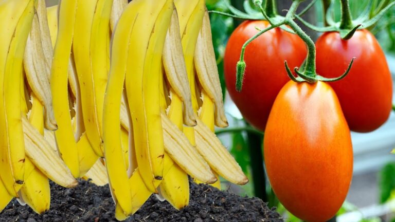5 astuces pour un jardin florissant avec du fertilisant à la peau de banane