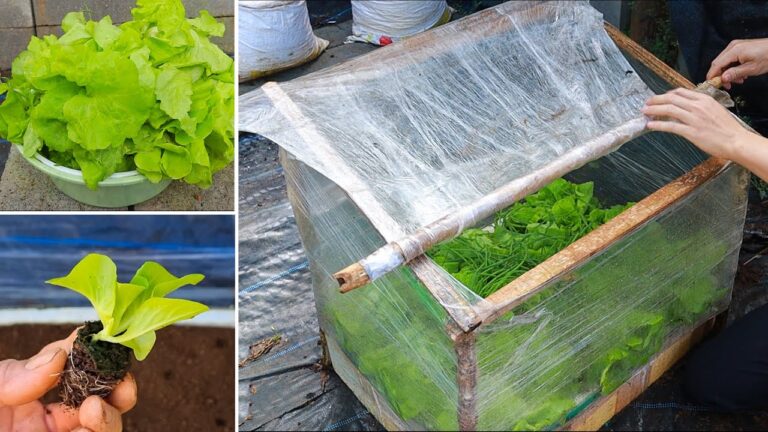Créez votre mini serre en 5 étapes faciles pour cultiver des légumes dans votre jardin !
