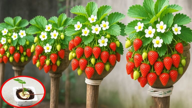 Transforme 5 bouteilles en plastique en un jardin vertical de fraises incroyables !