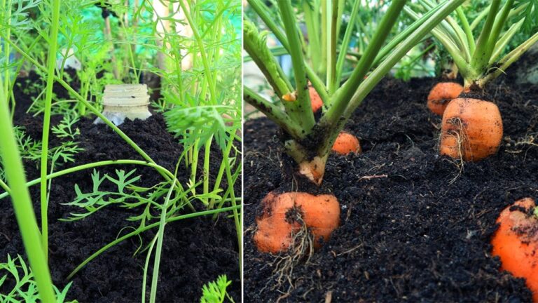 Cultivez 10 tubercules de carottes chez vous : la méthode surprenante !