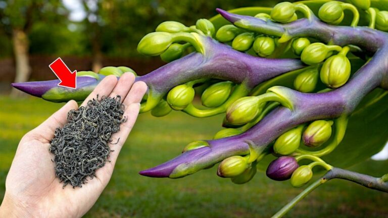 Transformez vos orchidées en 5 étapes simples pour une floraison éclatante !