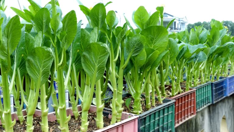 Découvrez 5 raisons d’adopter ce légume super savoureux et facile à cultiver !