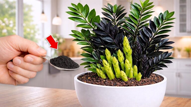 1 cuillère pour débloquer votre Zamioculcas et booster sa croissance !