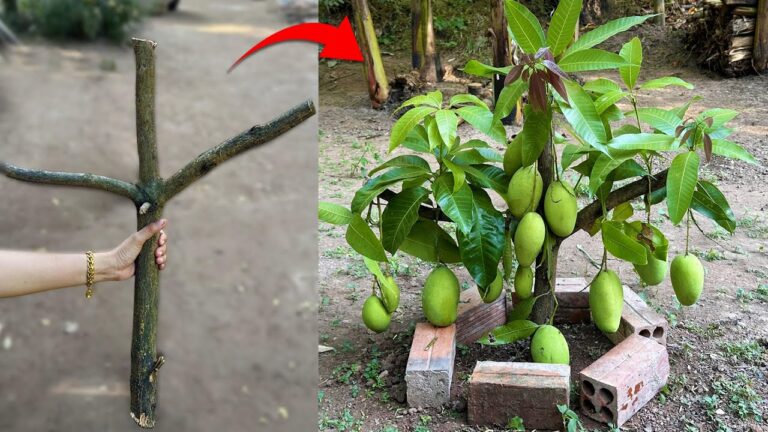 3 étapes simples pour greffer un manguier avec de l&rsquo;aloès et récolter rapidement des fruits