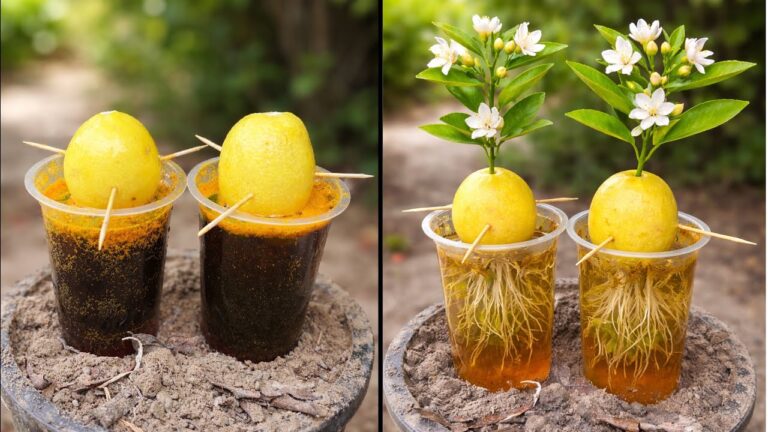 7 étapes pour faire pousser un citronnier avec un citron, de l&rsquo;aloe vera et du Pepsi !