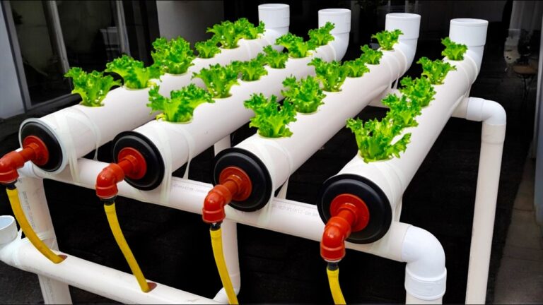 Cultivez 5 plantes en hydroponie chez vous : guide sur pH et eau de culture !