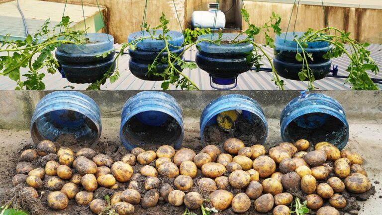 Boostez vos récoltes de pommes de terre : 5 astuces avec des bouteilles en plastique !