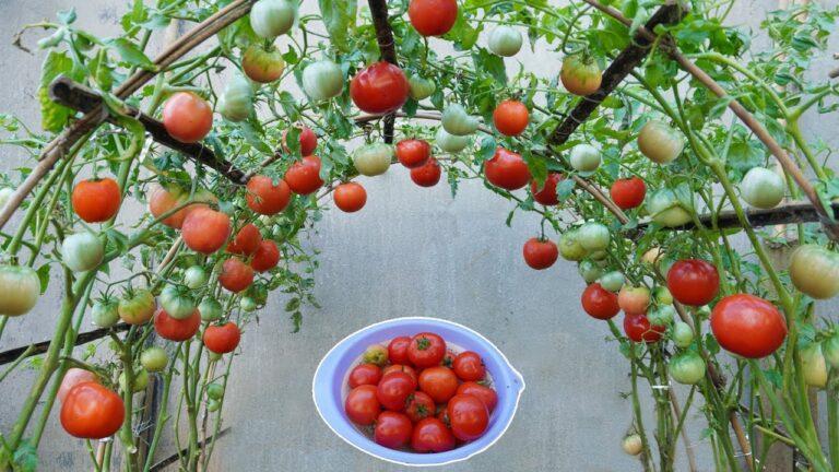 10 astuces pour faire pousser des tomates rapidement et récolter plus de fruits !