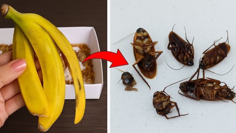Éliminez 5 astuces faciles pour tuer les cafards sans pesticide en une nuit !