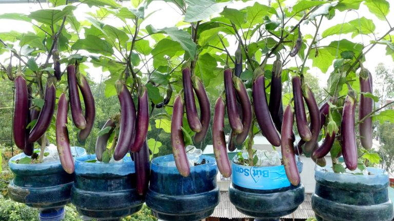 Récoltez 5 aubergines avec des bouteilles en plastique, même sans jardin !