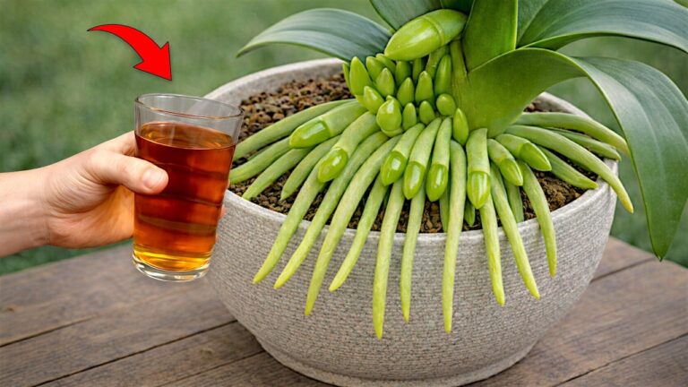 Faites fleurir vos orchidées : 5 astuces pour 1001 racines et fleurs en un clin d&rsquo;œil !