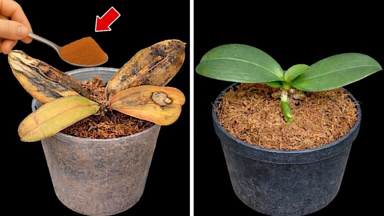 Découvrez 1 astuce pour faire fleurir votre orchidée toute l&rsquo;année !